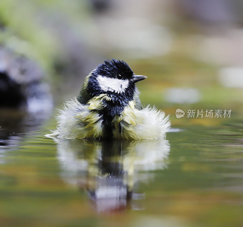 大山雀(Parus major)洗澡